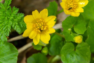 Ficaria verna 'nın parlak sarı çiçekleri baharın başlarında yeşil yaprakların arka planına karşı.