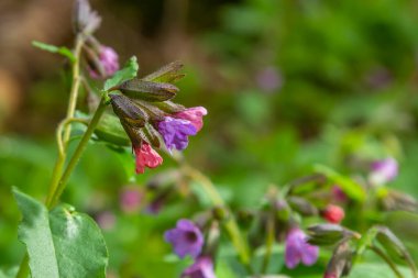 Pulmonaria officinalis ya da yaygın adıyla Ciğerotu, Mary 'nin gözyaşları ya da Meryem Ana' nın süt damlaları Pulmonaria familyasından sonsuza dek yeşil otçul bir bitki türü..