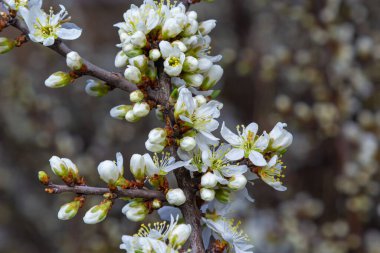 Prunus spinosa, gülgiller (Rosaceae) familyasından bir kuş türü. Prunus spinosa, blackthorn ya da sloe ağacı denir ilkbaharda açan.