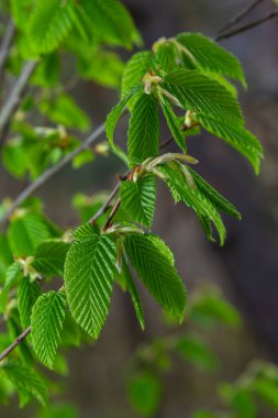 Baharda ilk yaprakları olan bir ağaç dalı. Carpinus orientalis. Yumuşak odak.