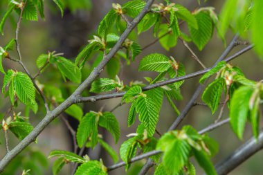 Açan boynuz ışını, Carpinus Betulus. Sandıkların ve dalların arka planında enfloresanlar ve genç boynuz demeti yaprakları.