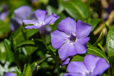 Yeşil yaprakların arka planında güzel mor vinca çiçekleri. Vinca minör, küçük menekşe, küçük menekşe, sıradan menekşe, bahçenin dekorasyonu için. Yakın plan. Tasarım için doğa kavramı.