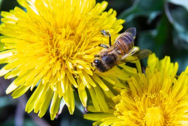 Sarı bacaklı madenci arı Andrena Flavipes 'ın sarı karahindiba çiçeği, Taraxacum officinale.