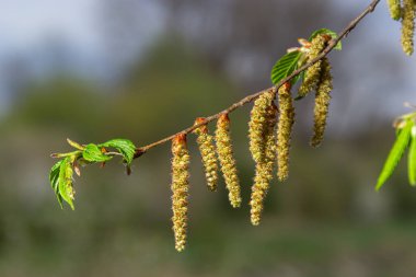 Baharda ilk yaprakları olan bir ağaç dalı. Carpinus orientalis. Yumuşak odak.