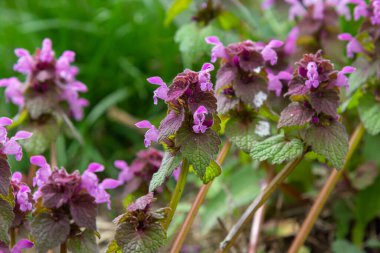 Çiçekli Lamium maculatum Roseum, benekli tavşan, benekli ölü ısırgan otu, mor ejderha.