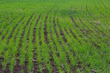 Sıra sıra yeşil filizler, tarım kavramı, buğday ya da çavdar tarlası ekimi.