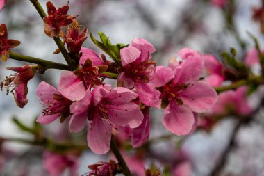 Şeftali dalları yoğun pembe çiçeklerle kaplıdır - meyve ağacının bol miktarda çiçek açması.