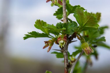 Çiçekler bektaşi üzümü bahçedeki çalıların üzerinde çiçek açıyor, doğa arka planında..