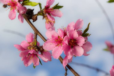 Mavi Gökyüzü Arkaplanındaki Şeftali Ağacında açan Pembe Şeftali Çiçekleri, seçici odak.