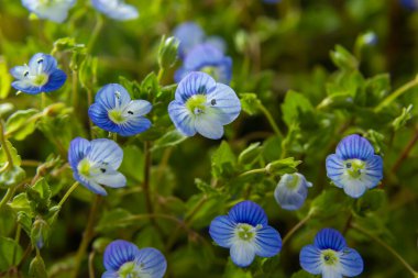 Bireye Speedwell 'in makro fotoğrafı, Veronica Persica, yumuşak doğal ışık altında..