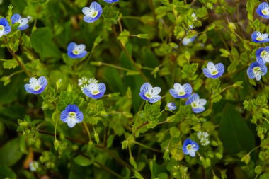 Bireye Speedwell 'in makro fotoğrafı, Veronica Persica, yumuşak doğal ışık altında..