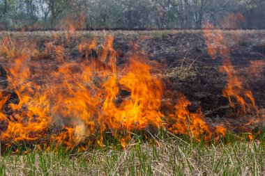 Burning old dry grass. Tongues red flame and burning dry yellowed grass in smoke.