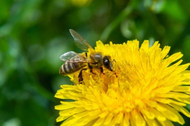 Sarı bacaklı madenci arı Andrena Flavipes 'ın sarı karahindiba çiçeği, Taraxacum officinale.