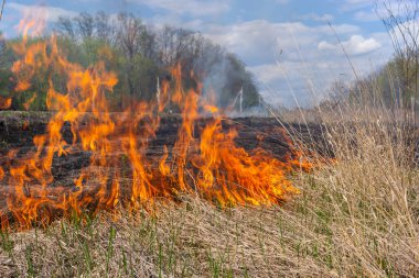 Bahçede eski kuru otları yakmak. Tarlada yanan kuru otlar. Orman yangını. Sakal tarlası çiftçiler tarafından yakılıyor. Sahada yangın.