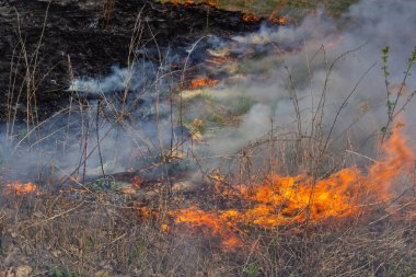 Bahçede eski kuru otları yakmak. Tarlada yanan kuru otlar. Orman yangını. Sakal tarlası çiftçiler tarafından yakılıyor. Sahada yangın.