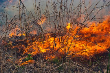 Kuru otları yakıyorum. Diller kırmızı alev ve yanan kuru sarı çimenler duman içinde.