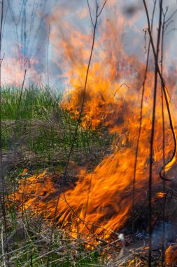 Kuru otları yakıyorum. Diller kırmızı alev ve yanan kuru sarı çimenler duman içinde.