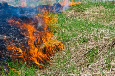Bahçede eski kuru otları yakmak. Tarlada yanan kuru otlar. Orman yangını. Sakal tarlası çiftçiler tarafından yakılıyor. Sahada yangın.