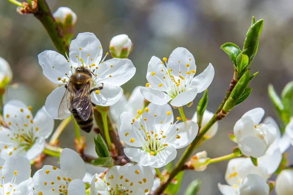 Kafkas eriği çiçekli bal arısı. Prunus cerasifera var.divaricata.