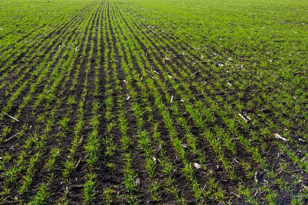 Bir alanda büyüyen genç buğday fidan. Buğday toprağa büyüyen genç yeşil.