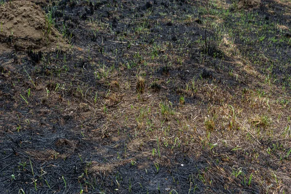 Fält Efter Eld Bränt Gräs Och Träd — Stockfoto