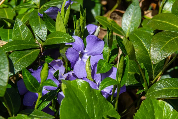 Beautiful Purple Flowers Vinca Background Green Leaves Vinca Minor Small — Stock Photo, Image