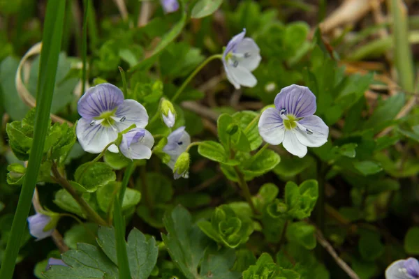 Macro Photography Birdeye Speedwell Veronica Persica Soft Natural Light — Foto Stock