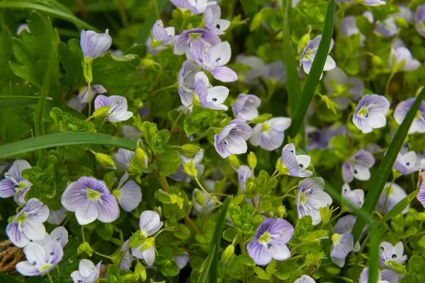 Μακρο Φωτογραφία Του Birdeye Speedwell Veronica Persica Απαλό Φυσικό Φως — Φωτογραφία Αρχείου