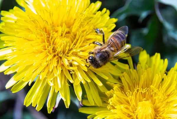 Sarı bacaklı madenci arı Andrena Flavipes 'ın sarı karahindiba çiçeği, Taraxacum officinale.