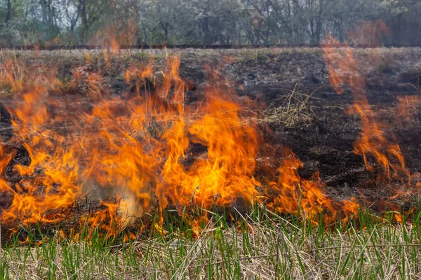 Spalování Staré Suché Trávy Jazyk Rudý Plamen Hořící Suchá Zažloutlá — Stock fotografie