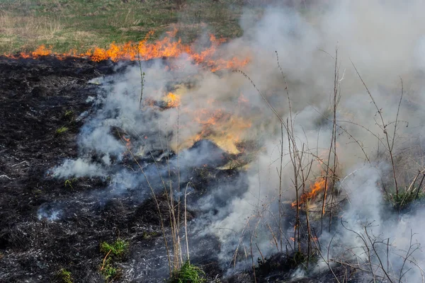 Kuru otları yakıyorum. Diller kırmızı alev ve yanan kuru sarı çimenler duman içinde.