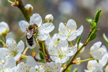 Kafkas eriği çiçekli bal arısı. Prunus cerasifera var.divaricata.