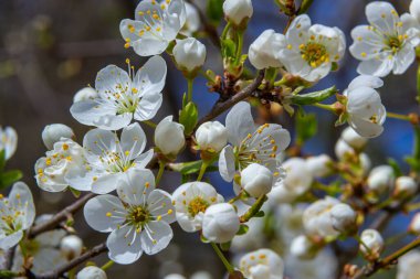 Prunus divaricata, Bahar çiçekleri, Prunus Divaricata, Bahar Sakaru mevsiminde açan beyaz çiçekler. Makro yakın çekim.