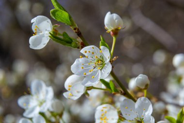 Prunus divaricata, Bahar çiçekleri, Prunus Divaricata, Bahar Sakaru mevsiminde açan beyaz çiçekler. Makro yakın çekim.