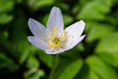 Anemone Nemorosa 'nın beyaz bahar çiçekleri baharda, güneşli bir günde orman zemininde.
