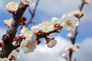 Bahar bahçesinde güzel beyaz kayısı ağaçları çiçek açar. Çiçek açmış kayısı ağacı.
