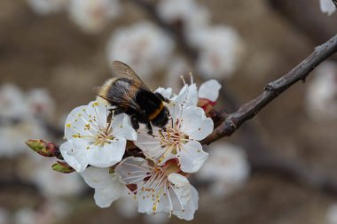 Beyaz kayısı çiçeklerinden polen toplayan sevimli küçük yaban arısı..