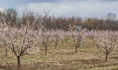 Pembe çiçekli bahar sahnesi. Baharın güneşli bir gününde çiçek açan kayısı ağacıyla güzel bir doğa sahnesi. Bahar çiçekleri. Güzel meyve bahçesi.