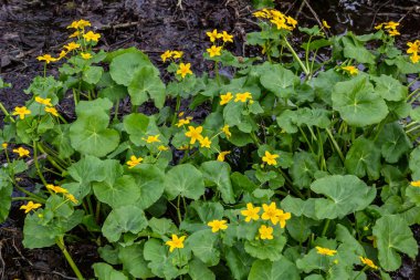Caltha Palustris, Marsh-Marigold ya da Kingcup, ıslak ormanlık alandaki çiçekler, yabani çiçekler..