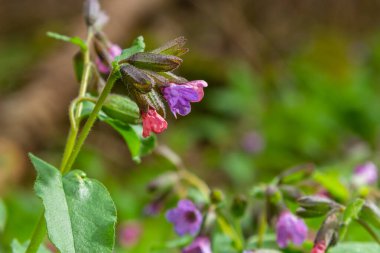 Pulmonaria officinalis ya da yaygın adıyla Ciğerotu, Mary 'nin gözyaşları ya da Meryem Ana' nın süt damlaları Pulmonaria familyasından sonsuza dek yeşil otçul bir bitki türü..