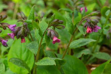 Pulmonaria officinalis ya da yaygın adıyla Ciğerotu, Mary 'nin gözyaşları ya da Meryem Ana' nın süt damlaları Pulmonaria familyasından sonsuza dek yeşil otçul bir bitki türü..