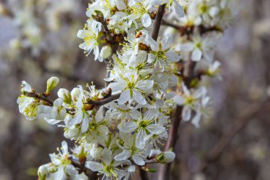 Blackthorn prunus spinosa sloe bitki beyaz çiçek çiçek çiçek ayrıntıları ilkbahar vahşi meyve.