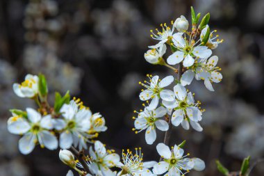 Blackthorn prunus spinosa sloe bitki beyaz çiçek çiçek çiçek ayrıntıları ilkbahar vahşi meyve.