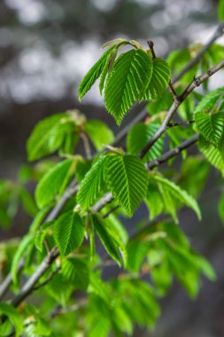 Baharda ilk yaprakları olan bir ağaç dalı. Carpinus orientalis. Yumuşak odak.