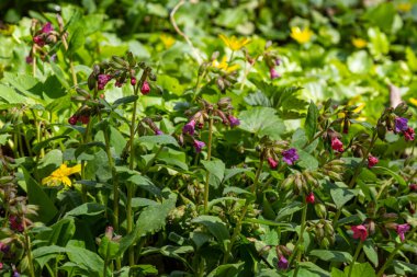 Pulmonaria officinalis ya da yaygın adıyla Ciğerotu, Mary 'nin gözyaşları ya da Meryem Ana' nın süt damlaları Pulmonaria familyasından sonsuza dek yeşil otçul bir bitki türü..