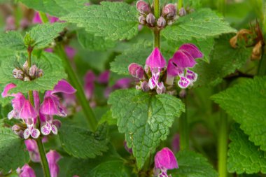Benekli, ölü lamium maculatum pembe çiçekleri. Lamium maculatum çiçekleri yakın çekim.