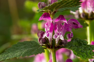 Benekli, ölü lamium maculatum pembe çiçekleri. Lamium maculatum çiçekleri yakın çekim.