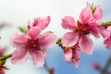 Mavi Gökyüzü Arkaplanındaki Şeftali Ağacında açan Pembe Şeftali Çiçekleri, seçici odak.