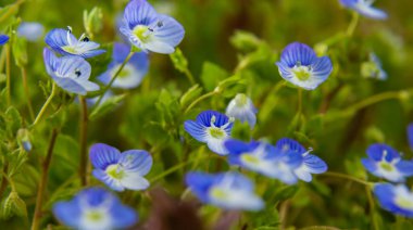 Bireye Speedwell 'in makro fotoğrafı, Veronica Persica, yumuşak doğal ışık altında..