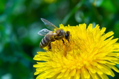 Çayırdaki sarı karahindiba çiçekli küçük beyaz tüylü yabani arıya yaklaş..